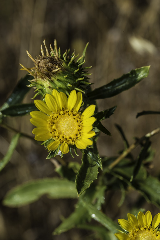 Grindelia hirsutula Hook. & Arn.的圖片