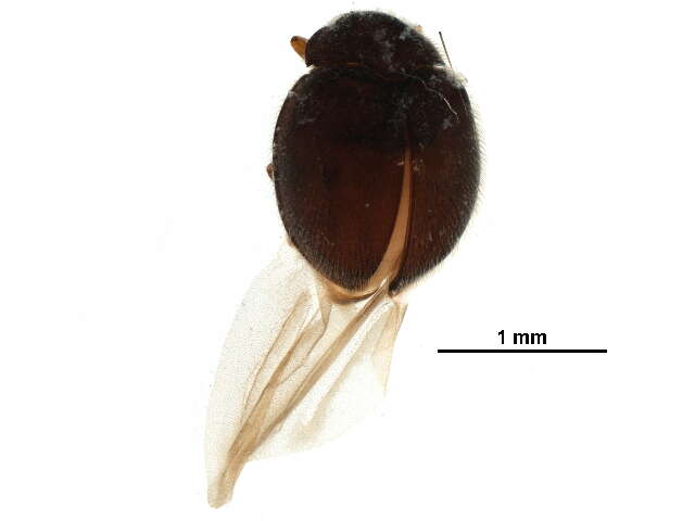 Image of Anamorphidae