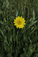 Wyethia angustifolia (DC.) Nutt. resmi