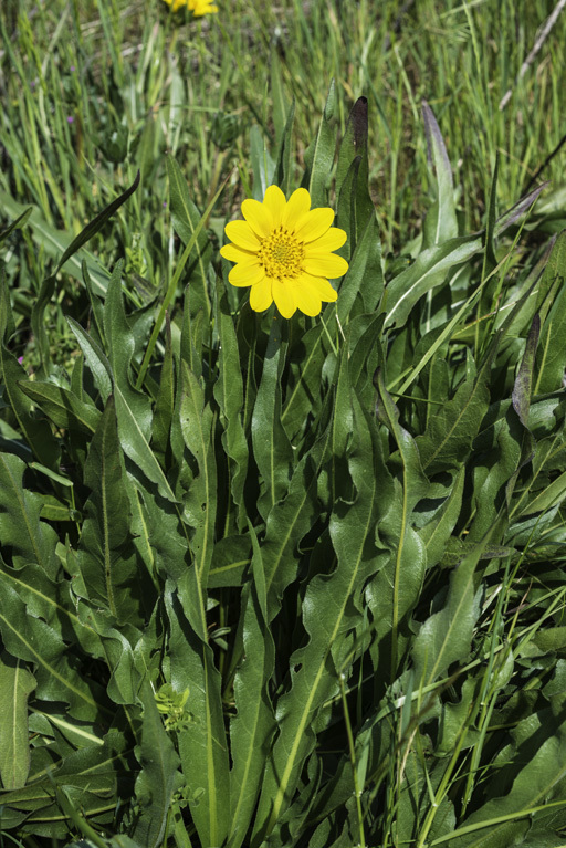 Wyethia angustifolia (DC.) Nutt. resmi