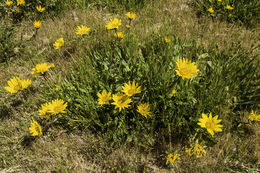 Wyethia angustifolia (DC.) Nutt. resmi