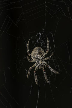 Image of Araneus saevus (L. Koch 1872)