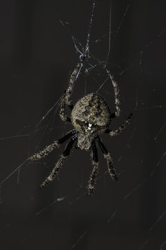 Image of Araneus saevus (L. Koch 1872)