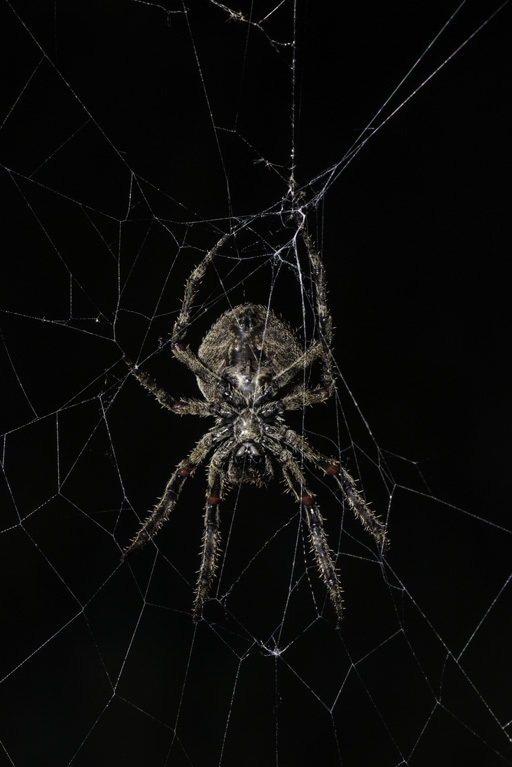 Image of Araneus saevus (L. Koch 1872)