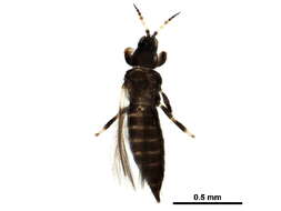 Image of tree thrips