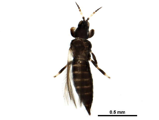 Image of tree thrips