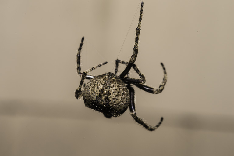 Image of Araneus saevus (L. Koch 1872)