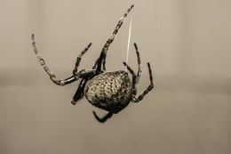 Image of Araneus saevus (L. Koch 1872)