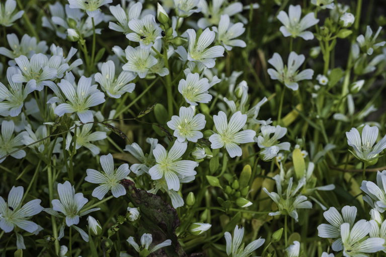 Image of Sebastopol meadowfoam