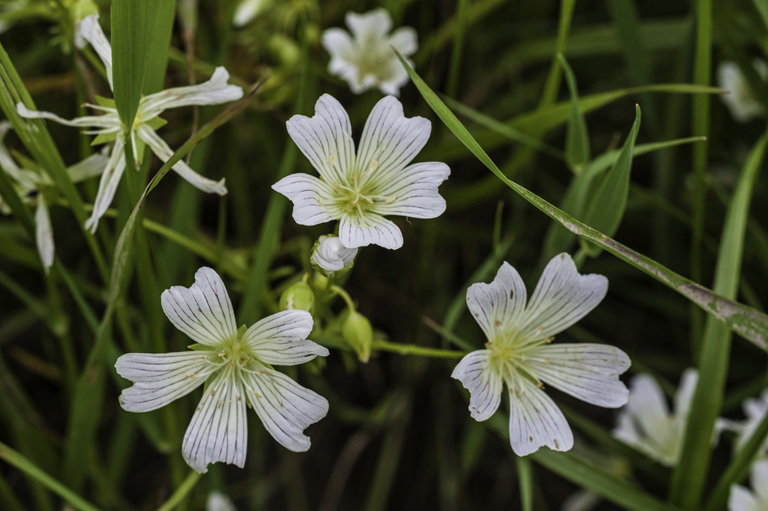 Imagem de Limnanthes vinculans Ornduff