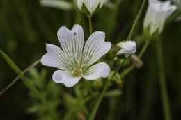 Imagem de Limnanthes vinculans Ornduff