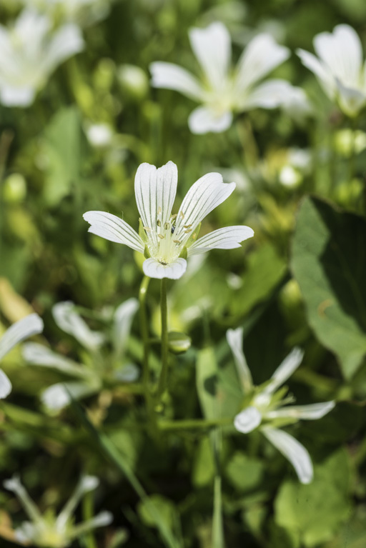 Imagem de Limnanthes vinculans Ornduff