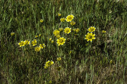 Слика од Layia chrysanthemoides (DC.) A. Gray