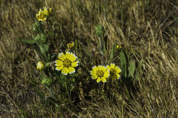 Слика од Layia chrysanthemoides (DC.) A. Gray