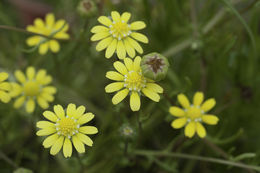 Plancia ëd Blennosperma bakeri C. B. Heiser