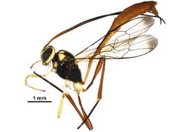 Image of Podogaster