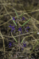 Image de Trichostema laxum A. Gray