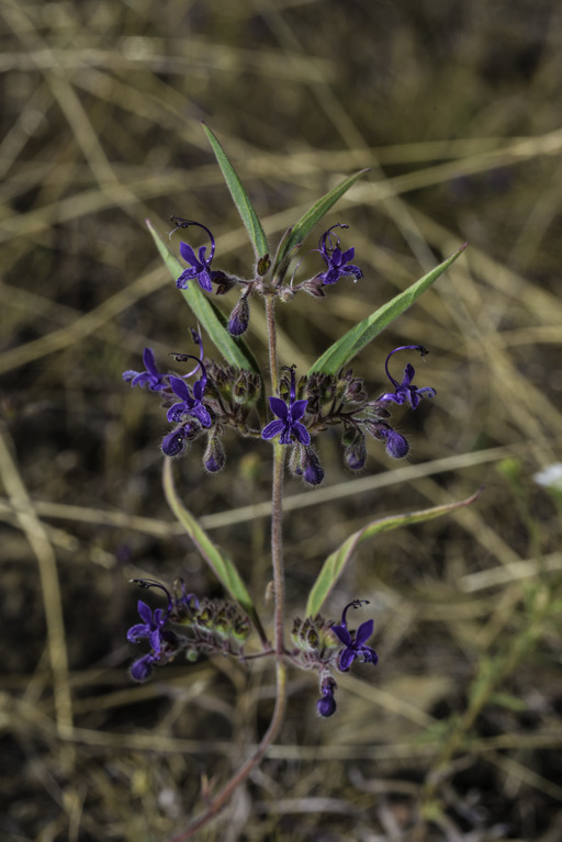 Image de Trichostema laxum A. Gray