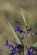 Image de Trichostema laxum A. Gray