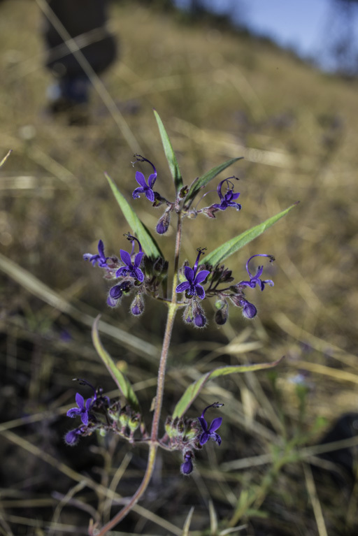 Image de Trichostema laxum A. Gray