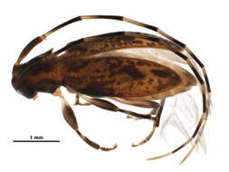 Image of Acanthocinini