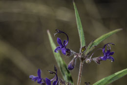 Image de Trichostema laxum A. Gray