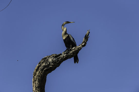 Image de Anhinga d'Amérique