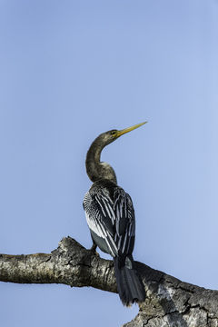 Image de Anhinga d'Amérique