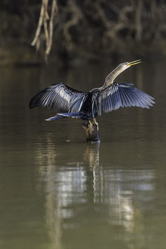 Image of Anhinga