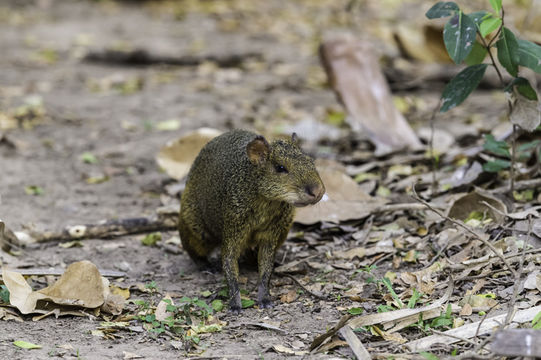 Image of Azara's Agouti