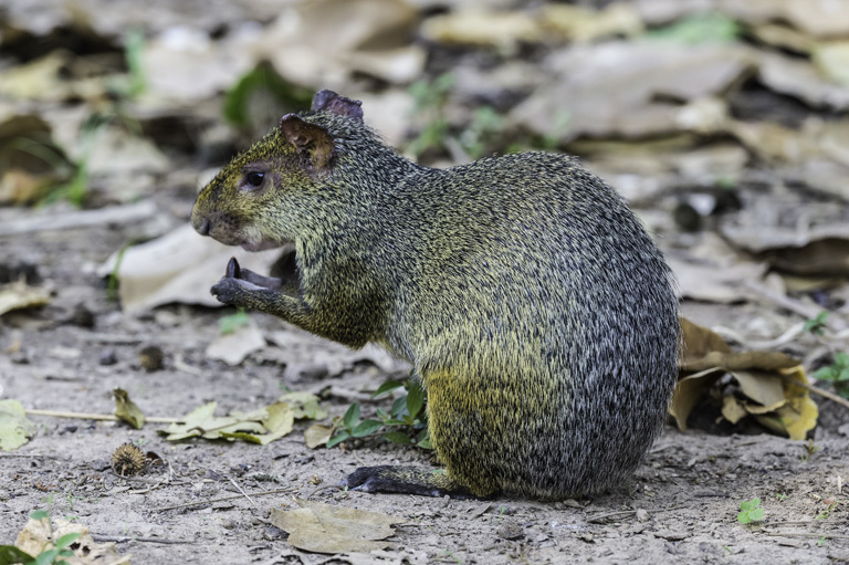 Image of Azara's Agouti