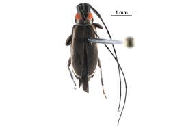 Image of Acanthocinini