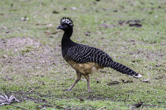 Image of Bare-faced Curassow