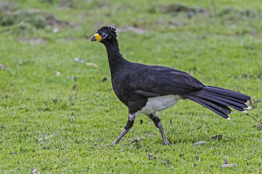 Image of Bare-faced Curassow