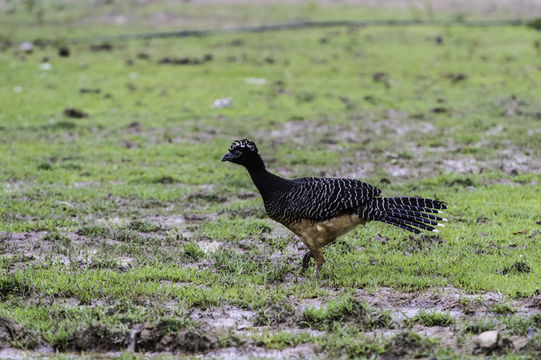 Image of Bare-faced Curassow