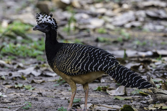 Image of Bare-faced Curassow