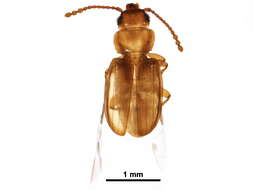 Image of Laemophloeus