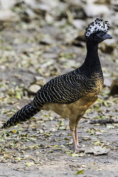 Image of Bare-faced Curassow