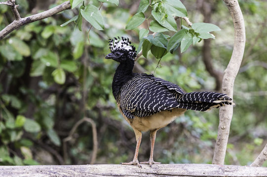 Image of Bare-faced Curassow