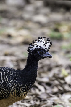 Image of Bare-faced Curassow