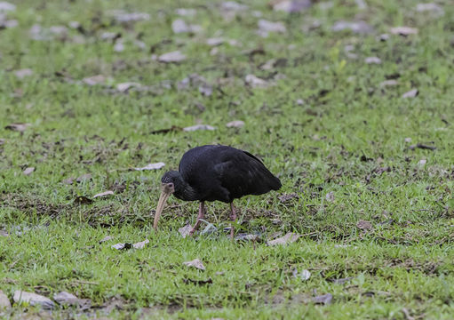 Image of Bare-faced Ibis