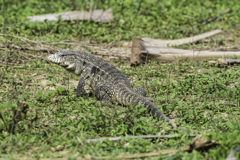 Image of Argentine Black and White Tegu