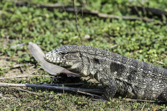 Image of Argentine Black and White Tegu