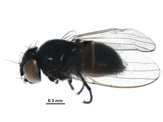 Image of Pholeomyia