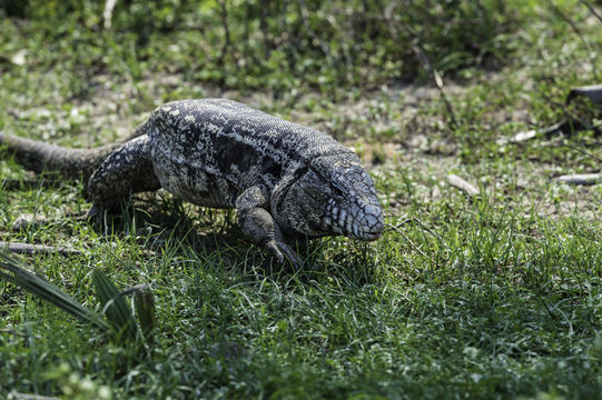 Image of Argentine Black and White Tegu