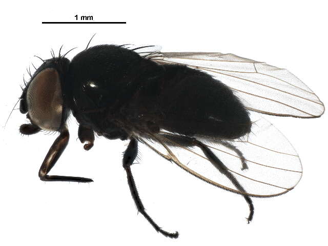 Image of Pholeomyia