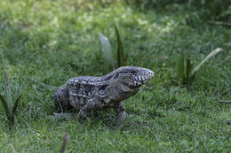 Image of Argentine Black and White Tegu