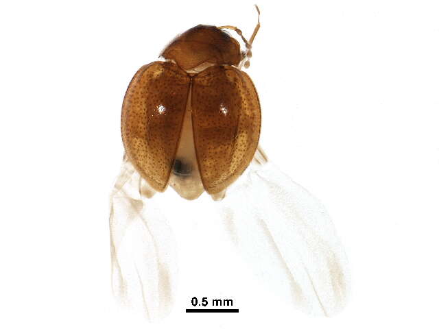 Image of Anamorphidae