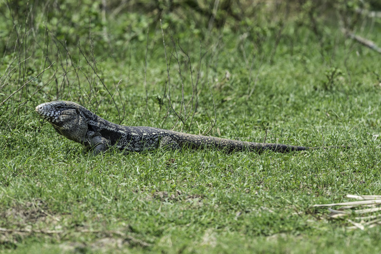 Image of Argentine Black and White Tegu