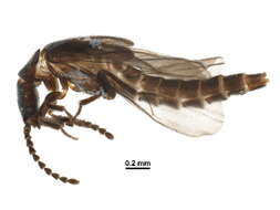 Image of Telegeusinae